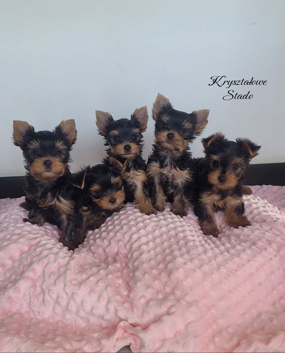 BESSI Yorkshire Terrier 100% suczka York