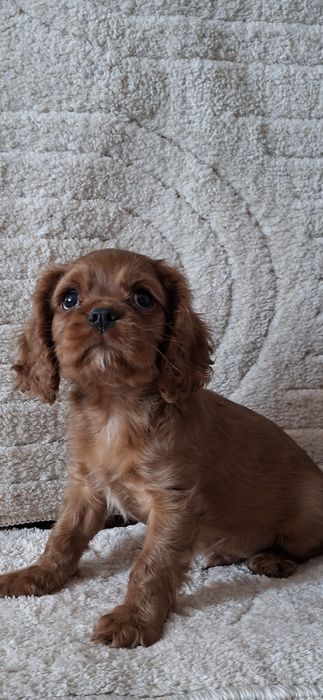 Cavalier Charles Spaniel samiec ruby