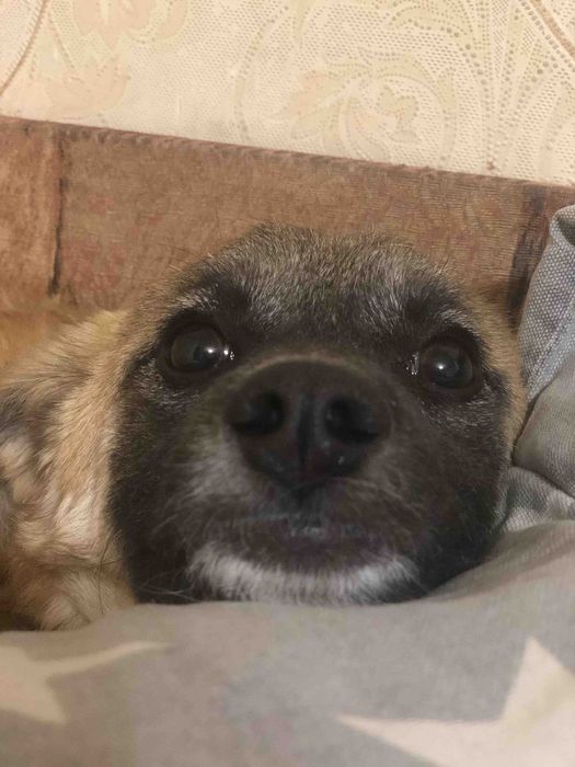 Пристраивается бесплатно в добрые ручки