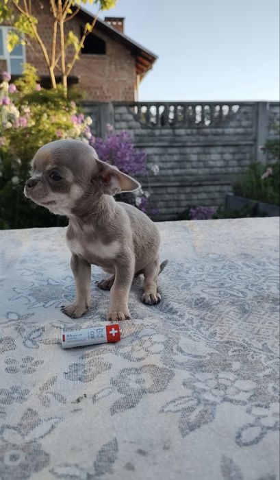 Sprzedam mini pieska rasy Chihuahua