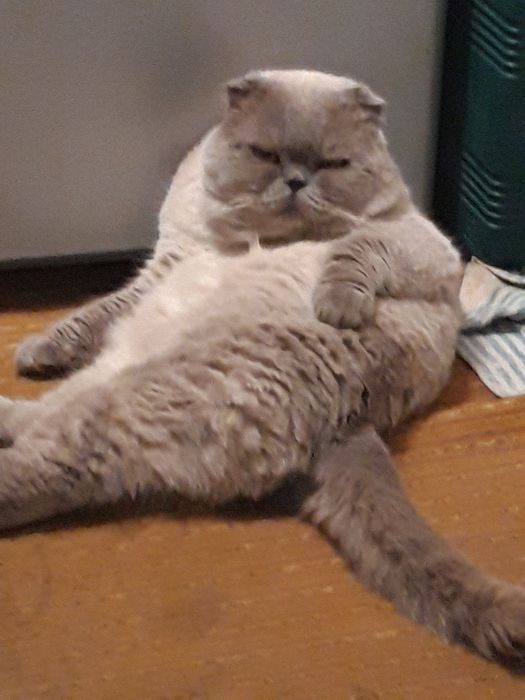 Шотландский кот . Вязка