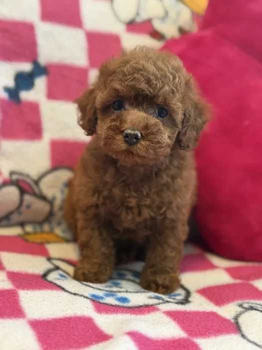 Poodle red disponível