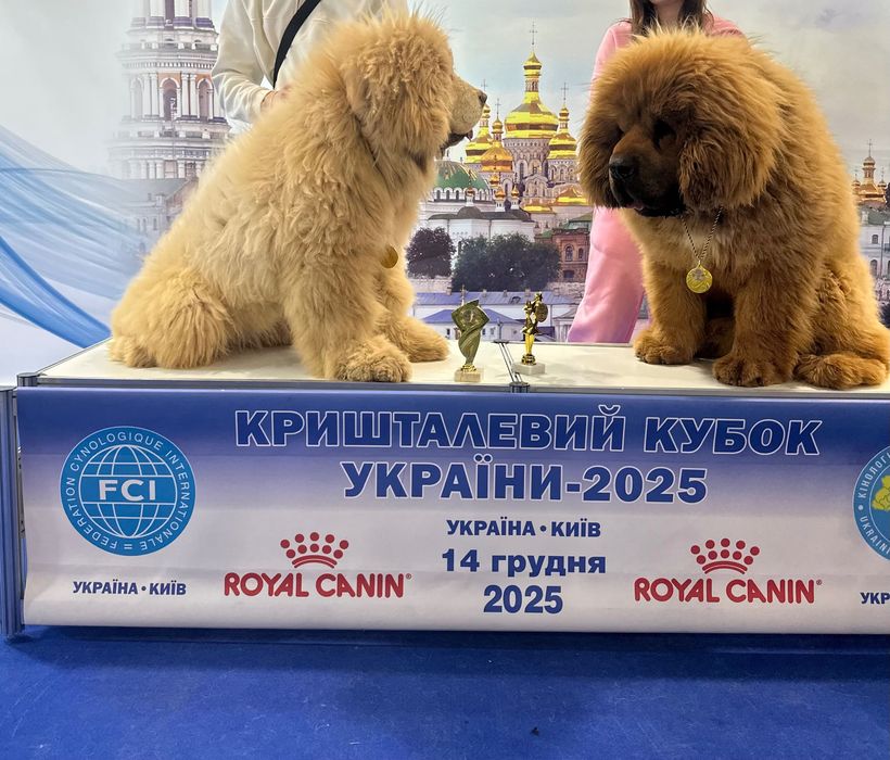 Тібетський мастиф