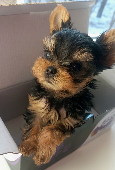 Маленькие мальчики мини