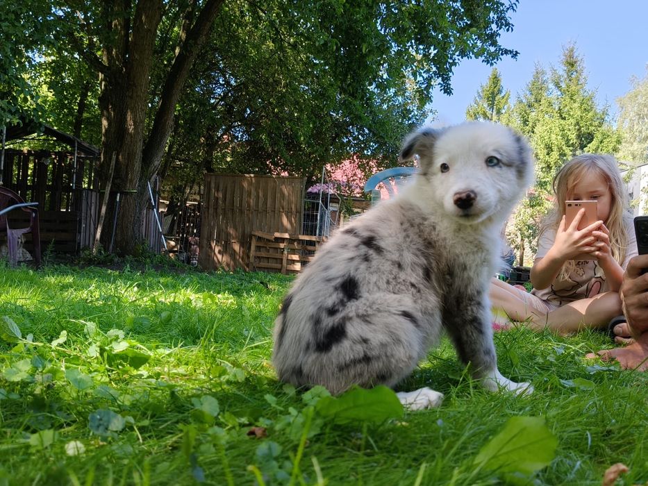 Border collie suczka blue merle