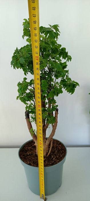 Drzewko Bonsai Polyscias / Aralia (pietruszkowa)