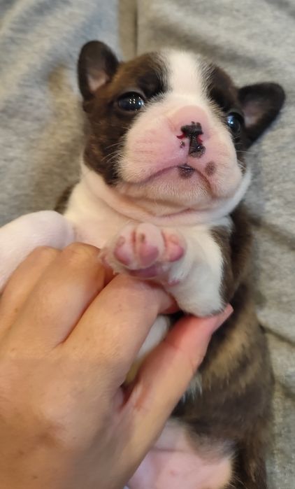 Boston Terrier FCI śliczna pręgowana sunia