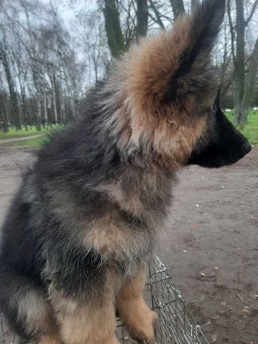 Німецька овчарка длинношерстна