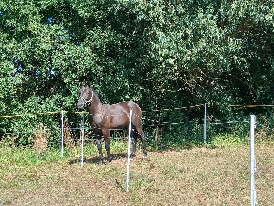 Ogier śląski roczny