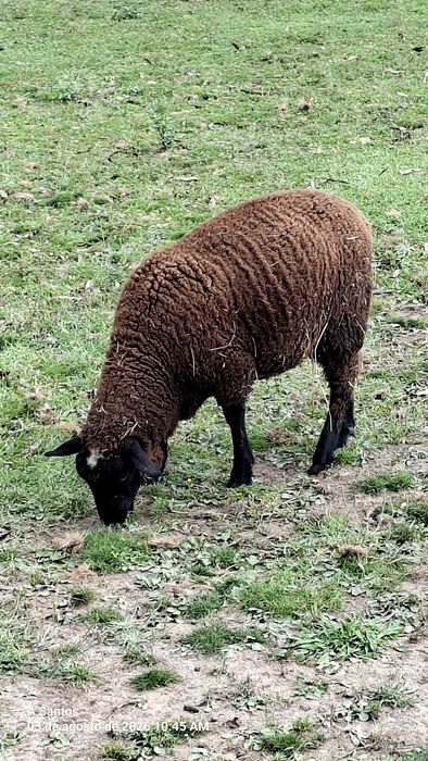 Borrega /Suffolk