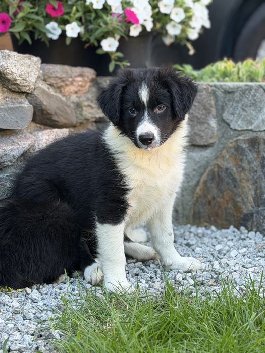 Piesek border collie czarno biały
