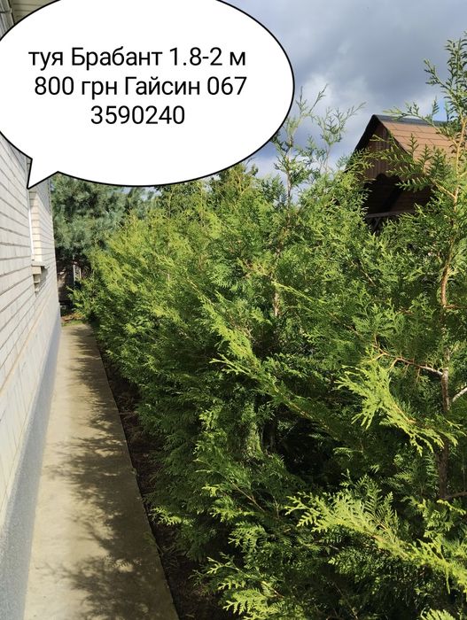 Туя   Брабант висотою 180-210 см