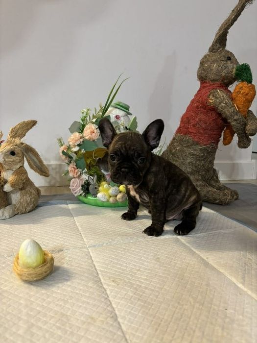 Buldog francuski suczka