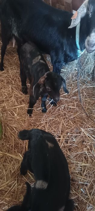 Kózki koziołki młode