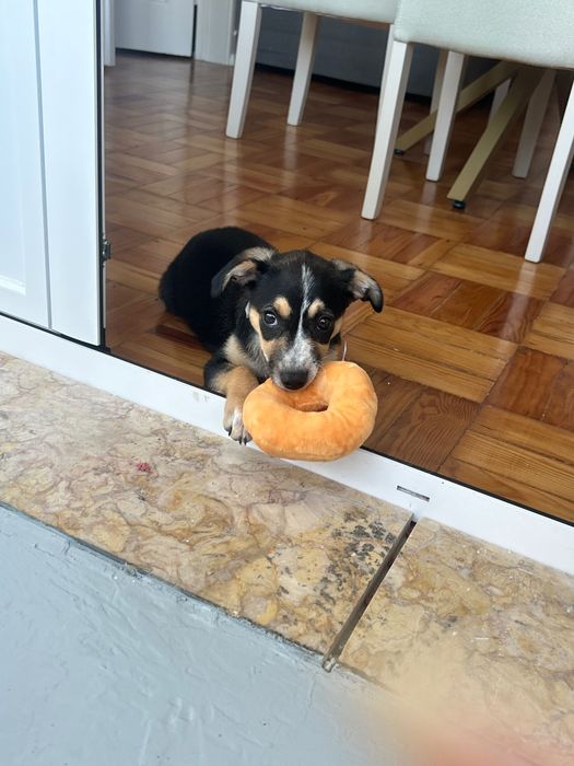 Cadelinha de 6 meses, muito meiga