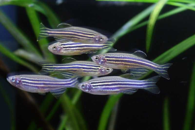 GB Danio Pręgowany | Pakiet 20 - 49 szt. - dowóz ryb!