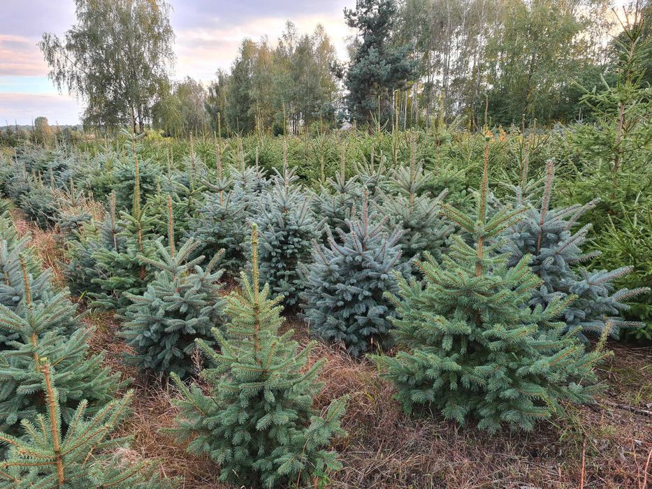 Choinki świąteczne, świerk z własnej plantacji
