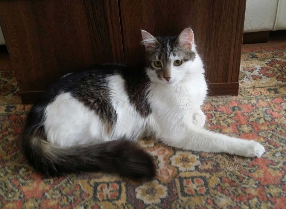 Акана - красуня, метиска Турецької ангори