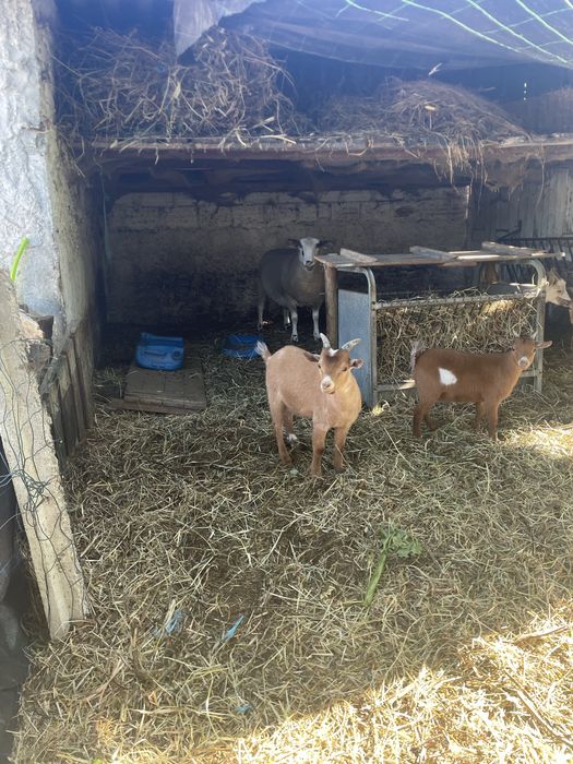Casal anao para mudar de pasto
