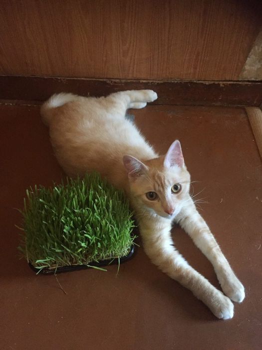 Котики красивый котик до года