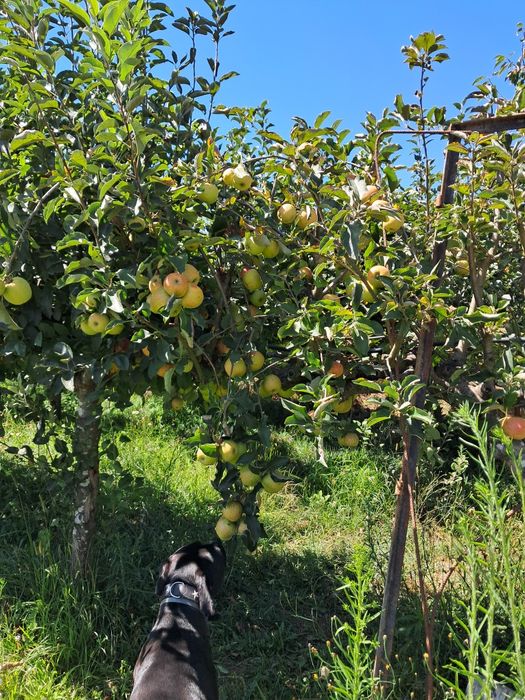 Frutas sem químicos