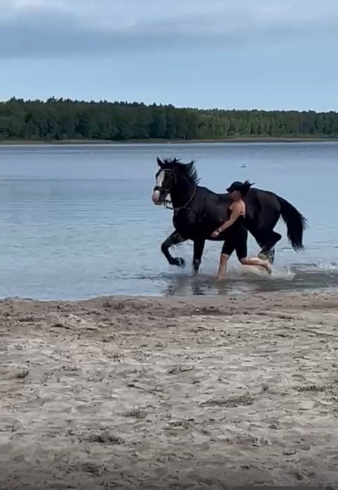 Sprzedam klacz Śląską, źrebna, programowa