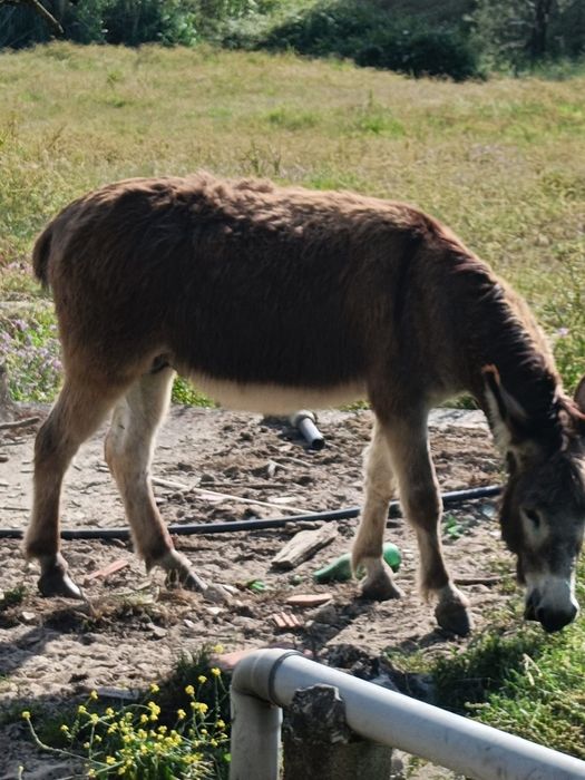 Vendo burro macho