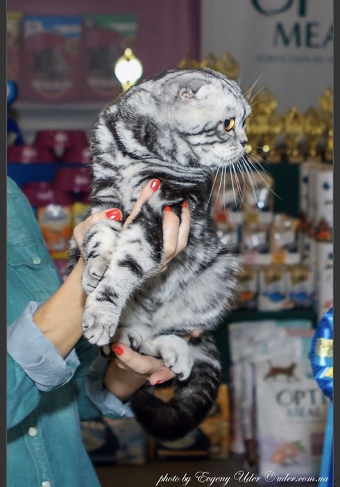 Вязка Шотландский кот