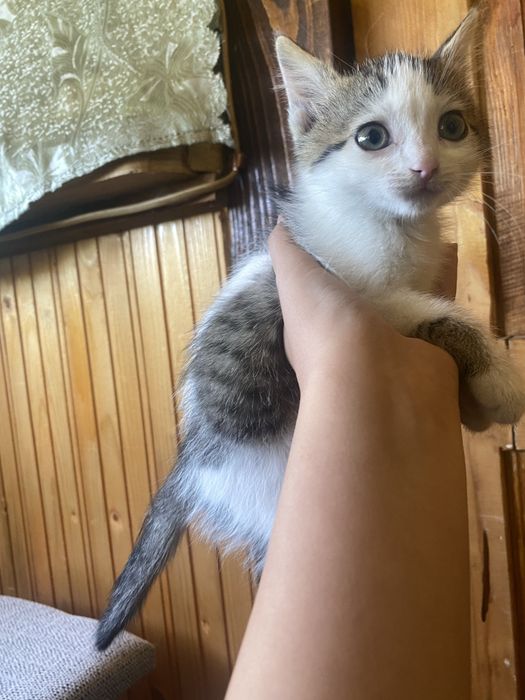 віддам кіточку в хороші руки. місто Косів