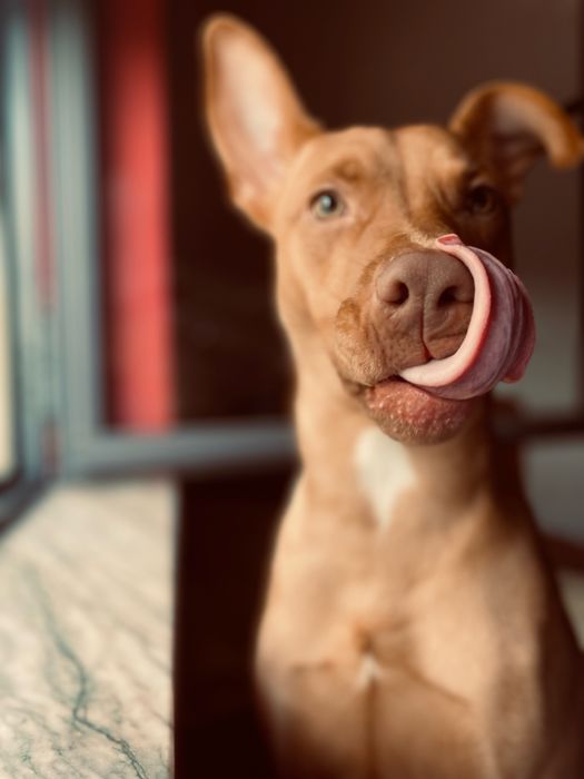 Adoção responsavel