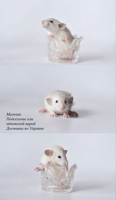 Малюки пацюки з розповлідника