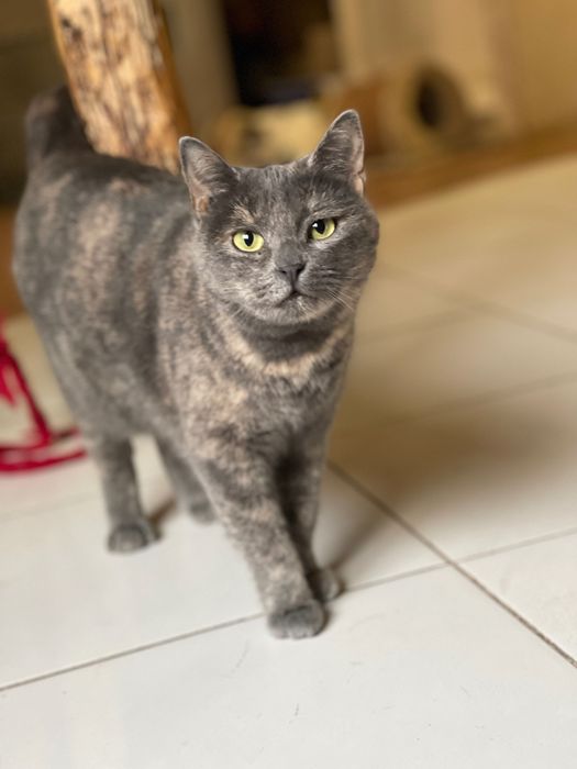 Котята котики отдам красивую кошку
