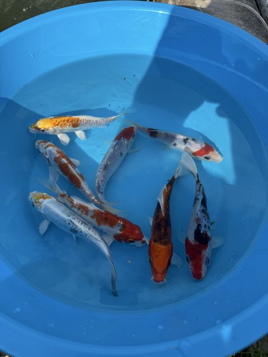 Carpas koi premium