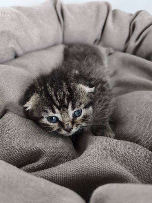 Кошеня скотіш страйт