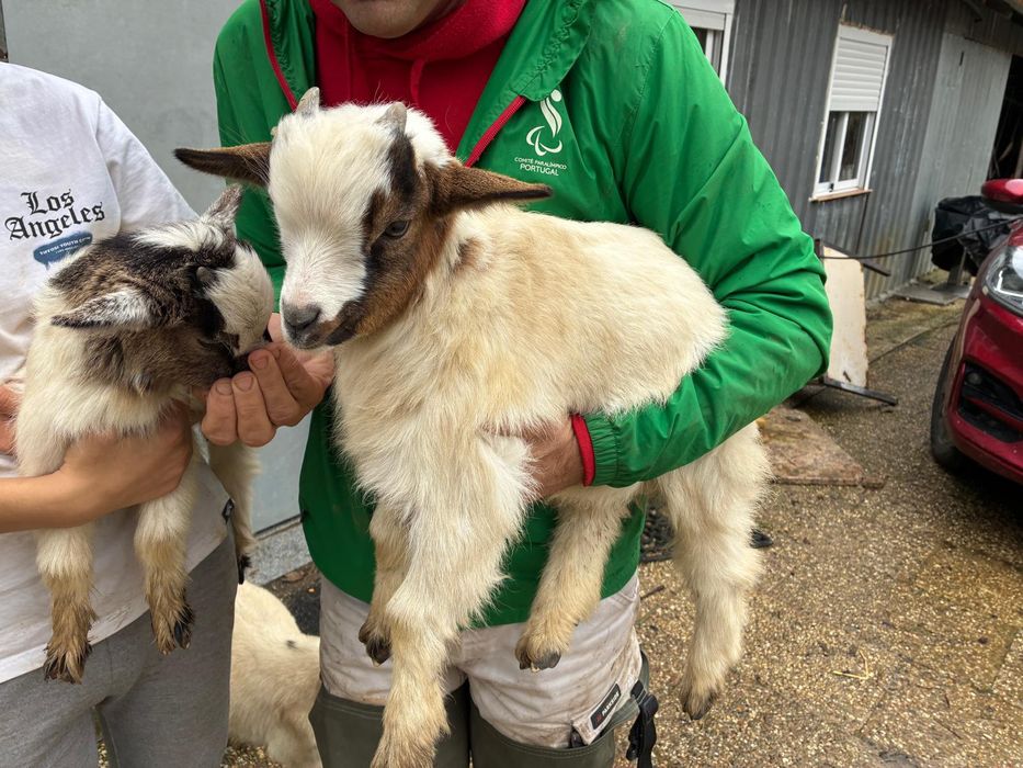 Casal micro anão meiguinhos