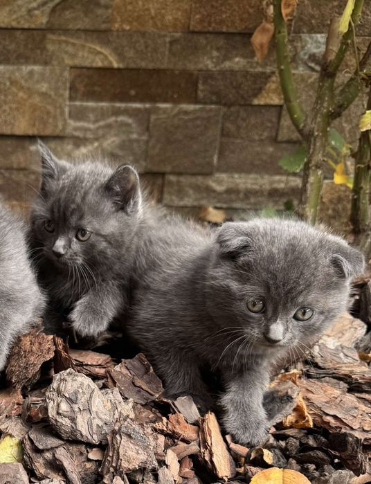 Котики шотландські  чистокровні