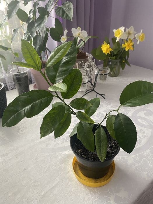 Кімнатний лимон, укорінений від материнського лимона