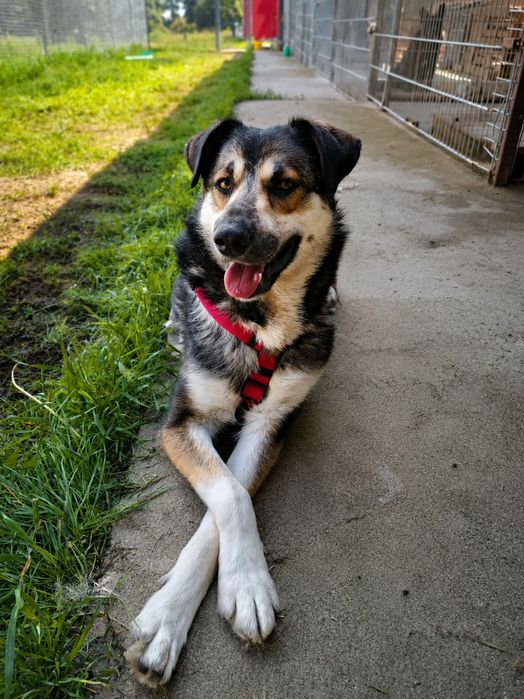 Skrzywdzony Tobi poleca się do adopcji!