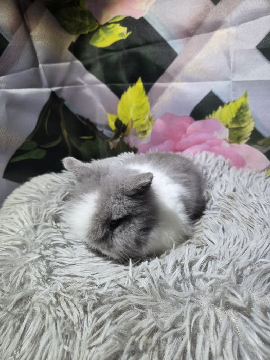 Karzełek Teddy Mini z Metryka