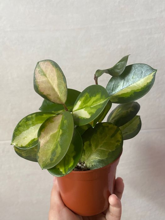 Хойа Australis Lisa