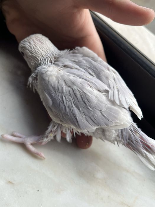 Ring neck criados a mao