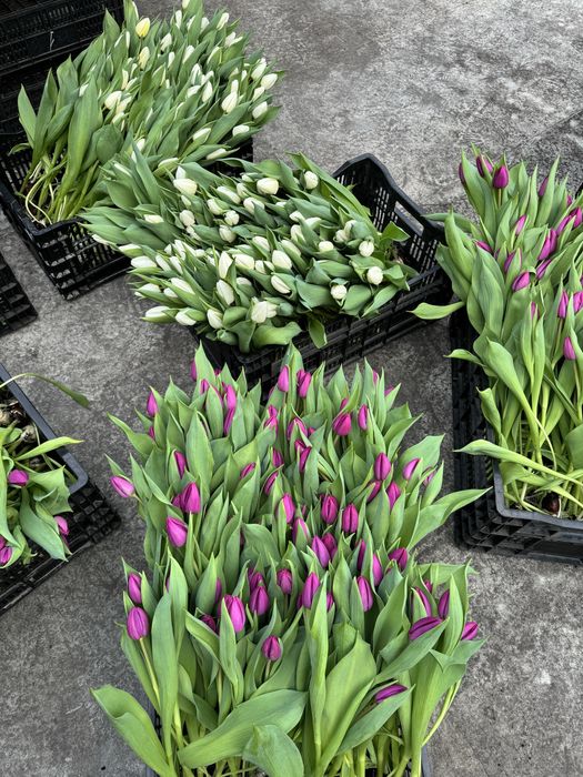 Продам цибулини тюльпанів після вигонки