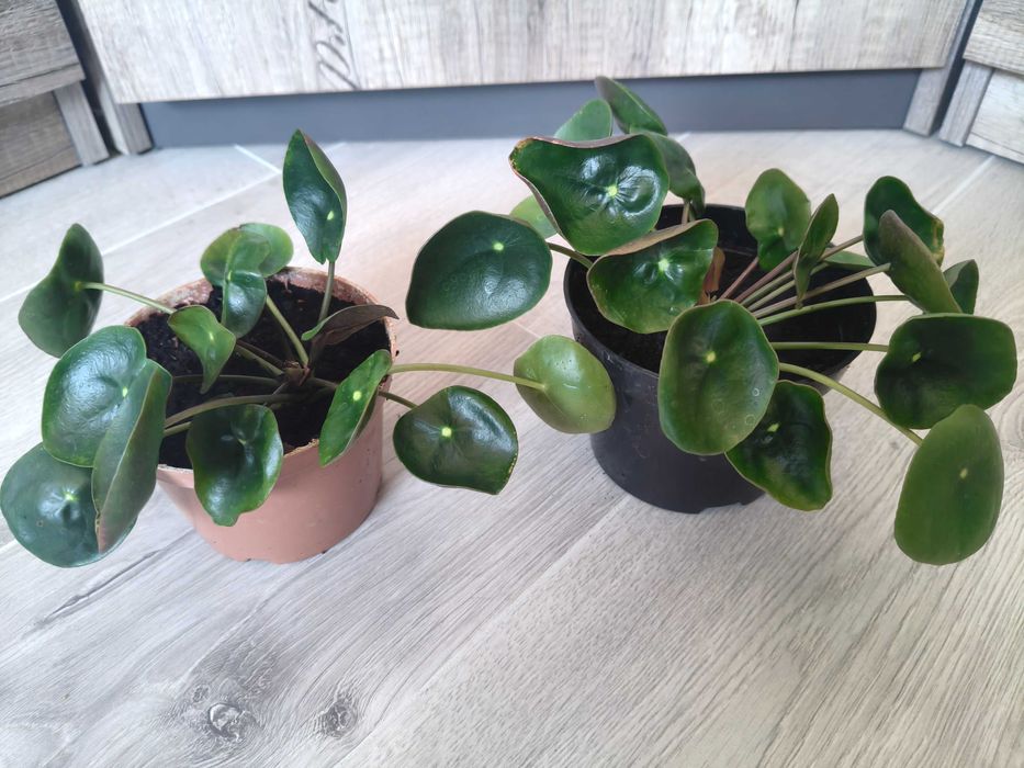Pilea pieniążek zestaw 2 sadzonki