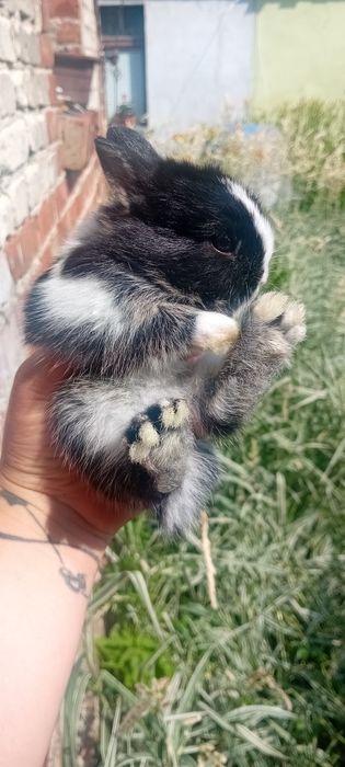Króliczki miniaturki lwie