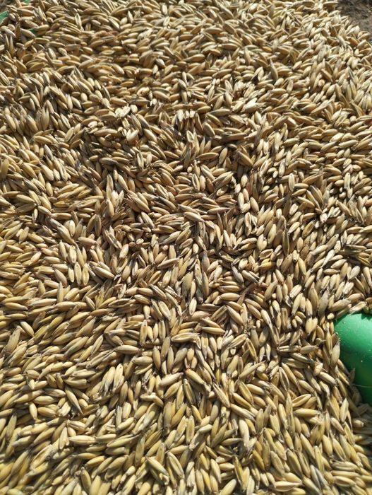 Owies jary zbiór 2025