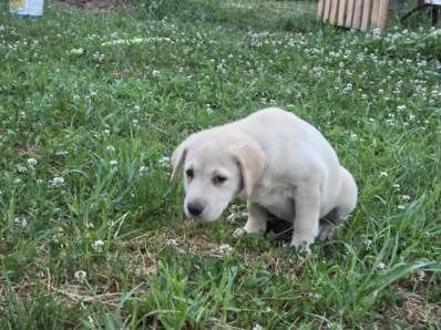 Labrador retriever szczenię