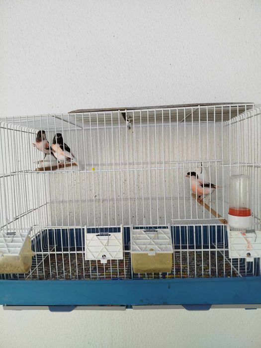 Para dispensar canários alerquim lipocromo e vermelho