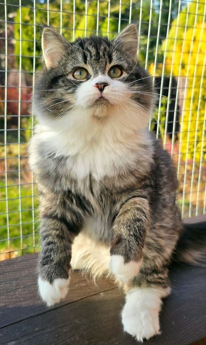 Kotka syberyjska FPL rodowód