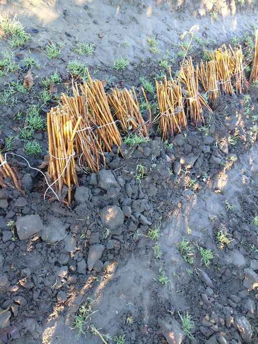 Sadzonki malin jesienych