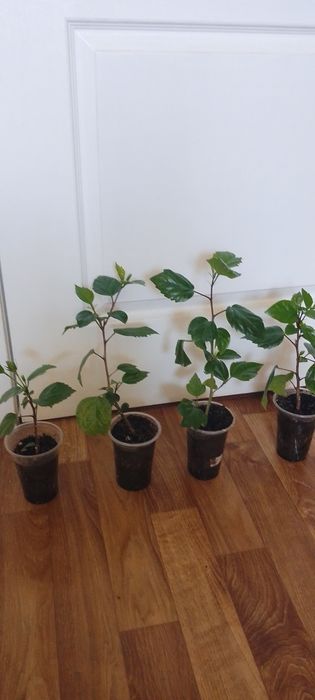 Подвой. гибискуса